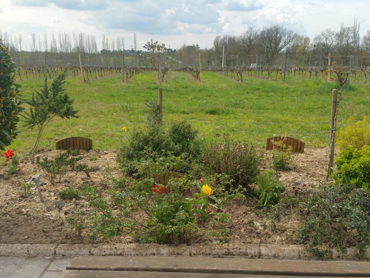 Le Logis Du Livier Saint-Georges-sur-Layon Exterior foto
