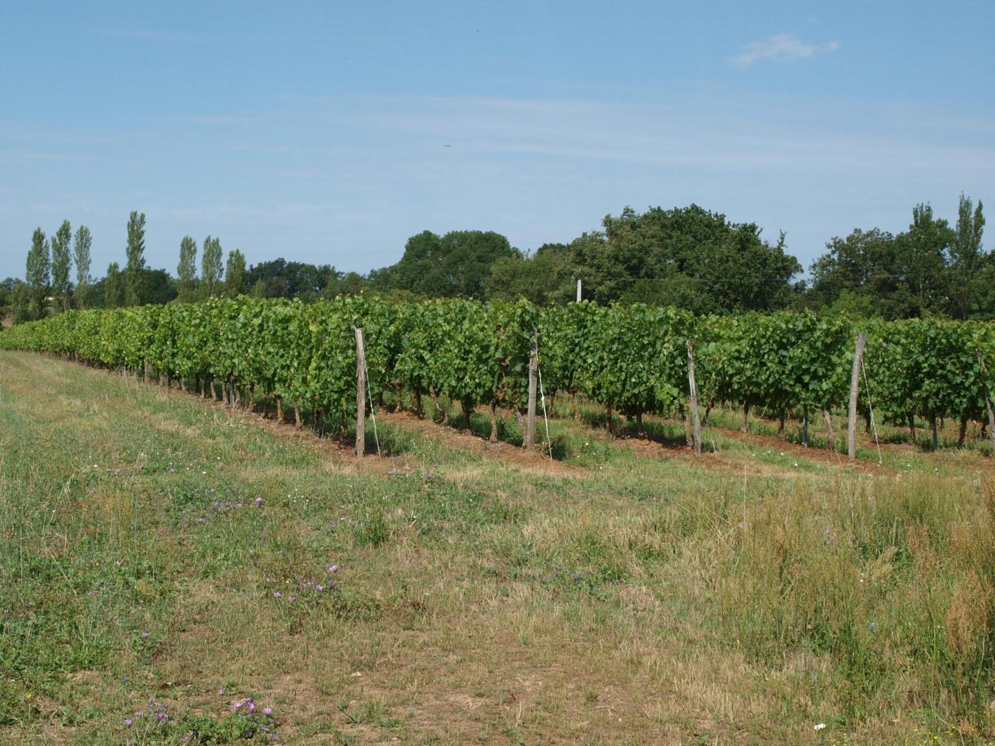 Le Logis Du Livier Saint-Georges-sur-Layon Exterior foto